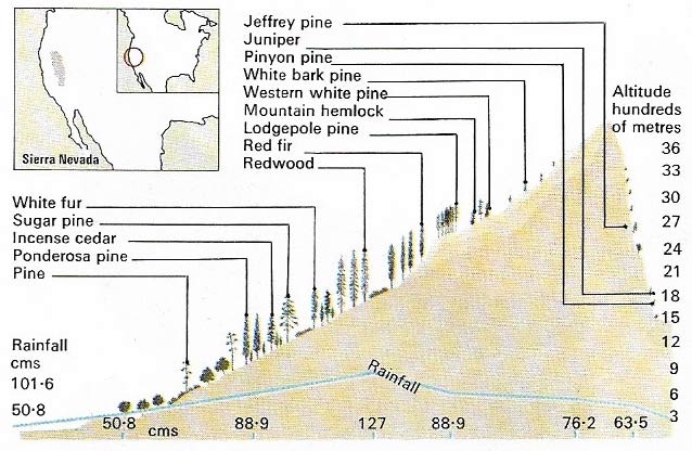 The Sierra Nevada of California is a classical example of the botanical zonation typical of most mountains.