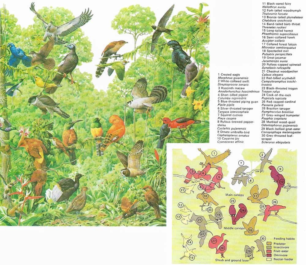 South American forest birds