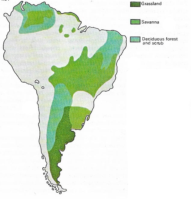 South American grasslands
