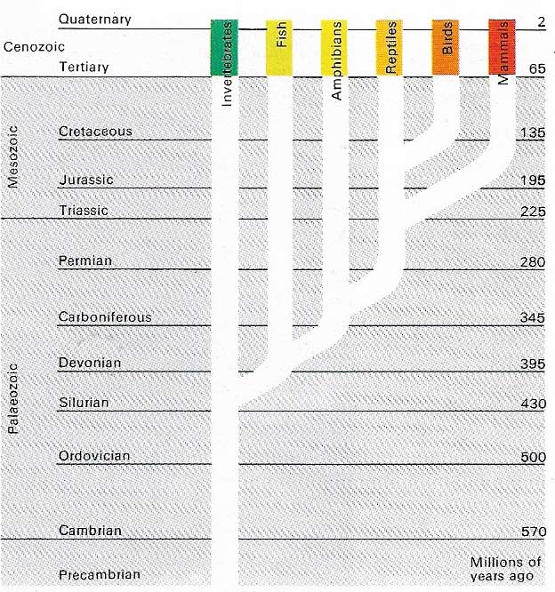 Tertiary and Quaternary