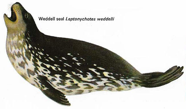 Weddell seal