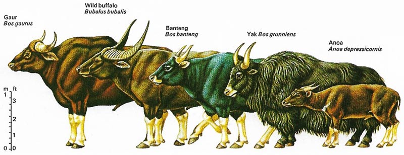 Adaptive radiation can be seen in cattle of Southeast Asia which, although related, occupy different environments.