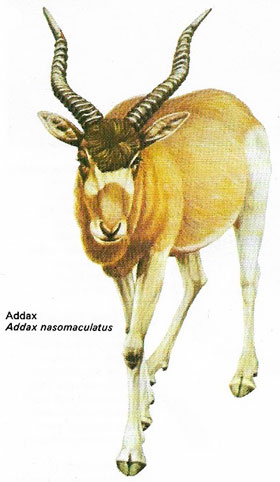 Addax