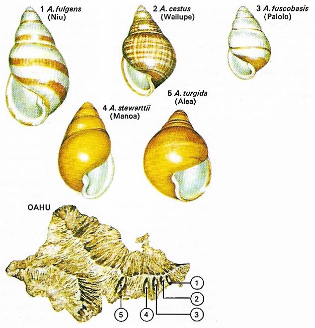 Many species of agate snail (Achatinella) live on the Hawaiian island of Oahu, most of them in a small area of adjacent valleys.