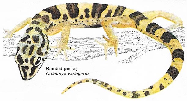 Banded gecko