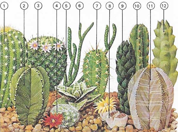 The cactus form is generally cylindrical or spherical to reduce surface evaporation.