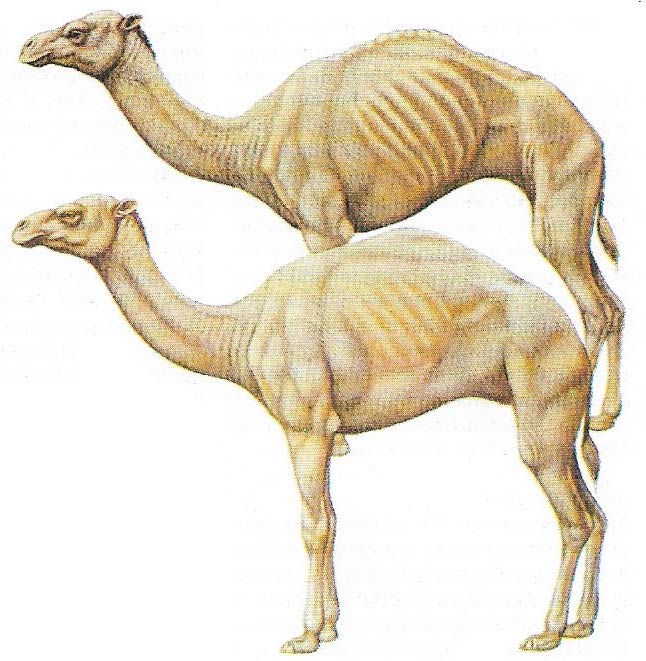 Camel