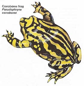 corroboree frog