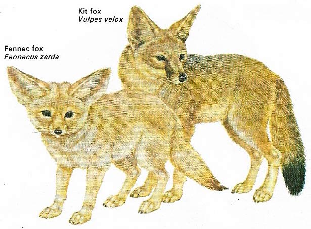 Desert foxes