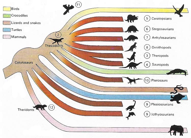 The diversification of reptiles from amphibian-like cotylosaurs took place in the upper Paleozoic and gave rise to the thecodonts and other groups.