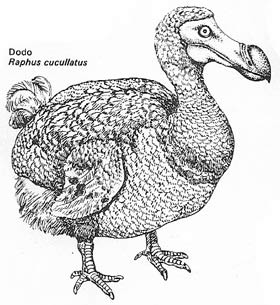 Dodo