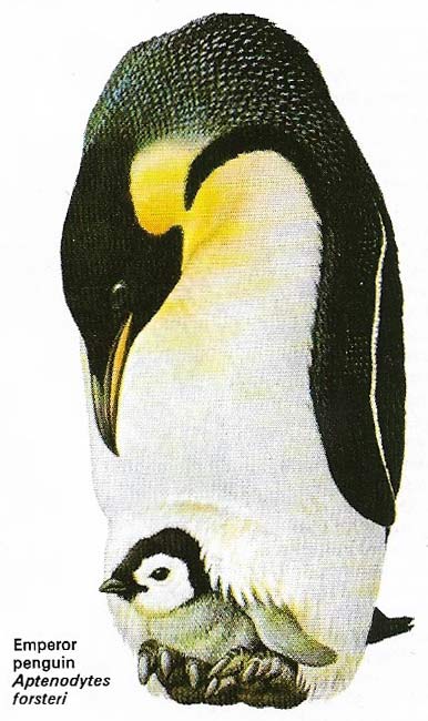 Emperor penguin