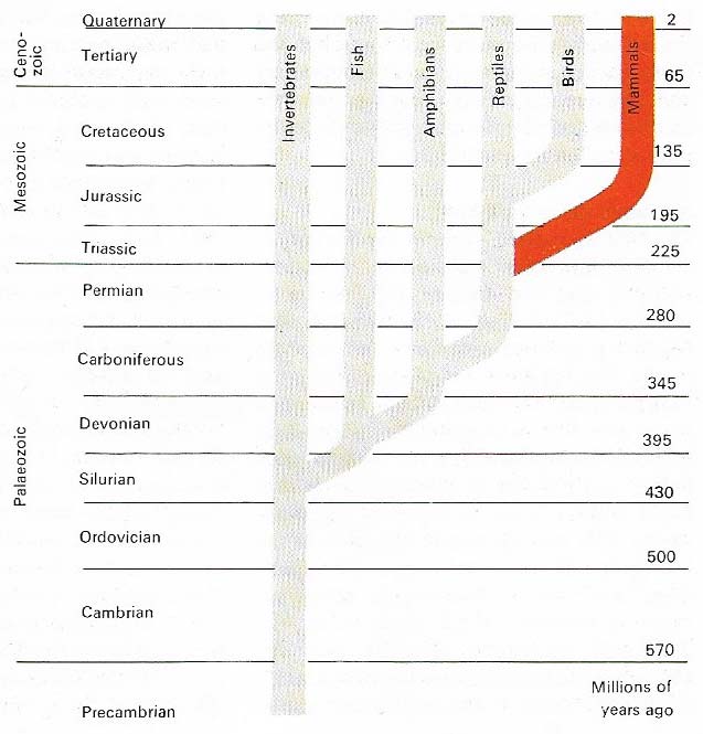 Evolution of mammals