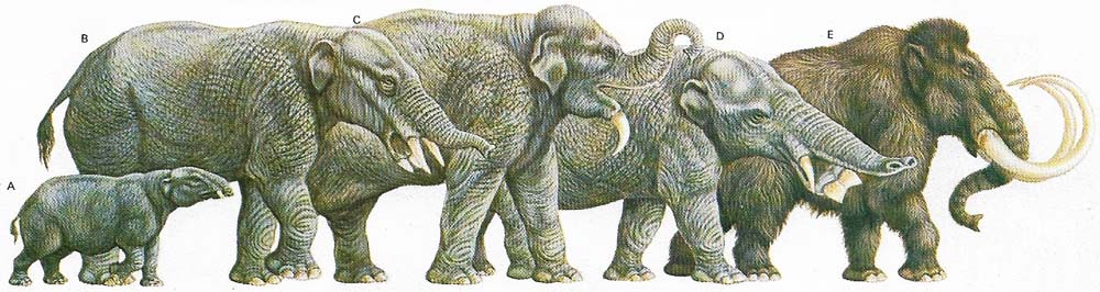 Extinct elephants