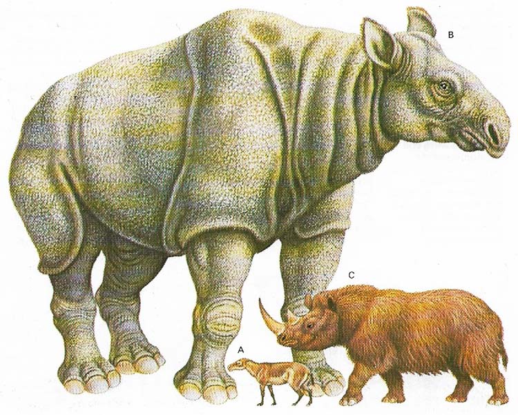 The earliest known member of he rhinoceros group is Hyrachyus (A), a dog-sized creature from the Eocene. This developed into Baluchitherium (B), the largest land mammal ever.