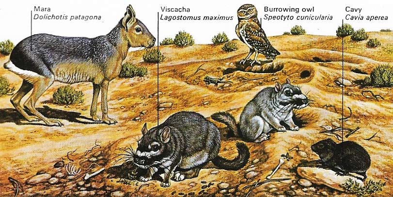 Fauna of the pampas