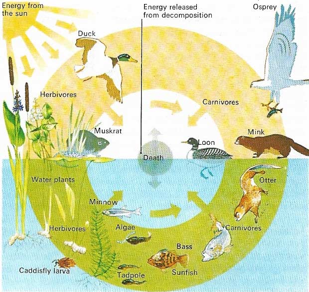 A river, pond, or lakee is a largely self-contained microcosm