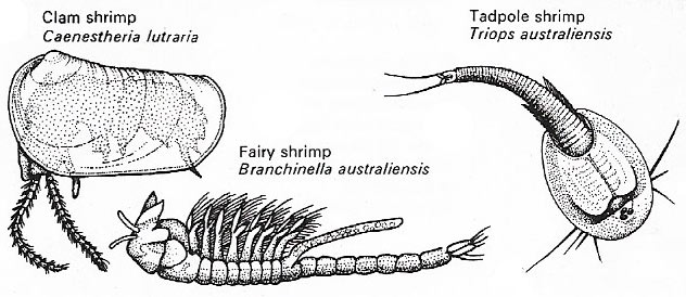 Freshwater shrimp