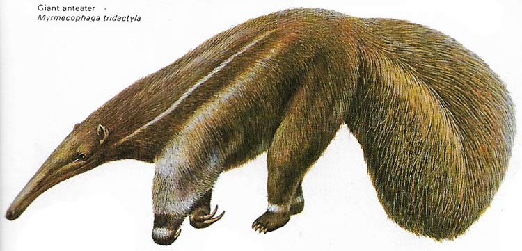 Giant anteater