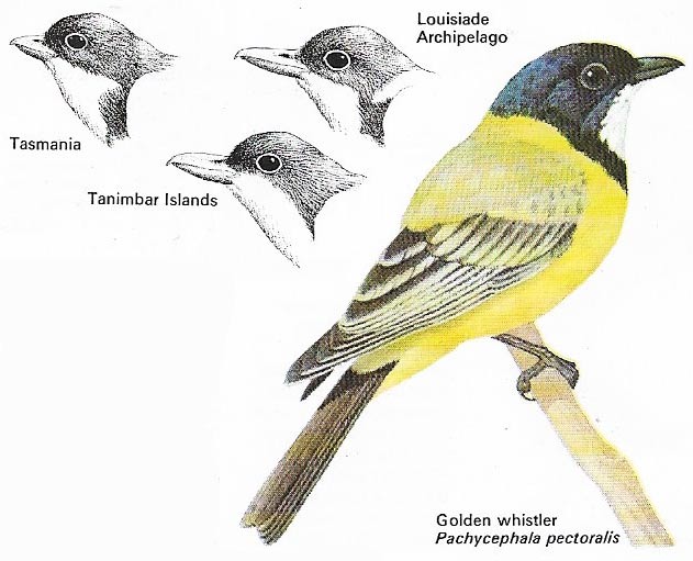 Golden whistler