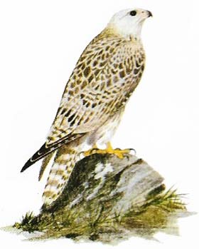 Gyrfalcon