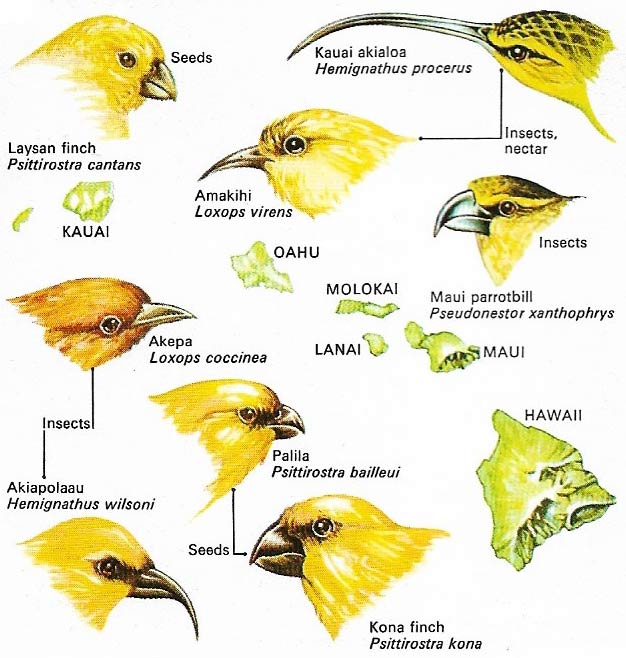 Beaks of Hawaiian honey-creepers