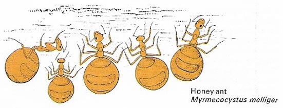 Honey ants