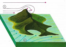 Colonization of a volcanic island by plants and animals.