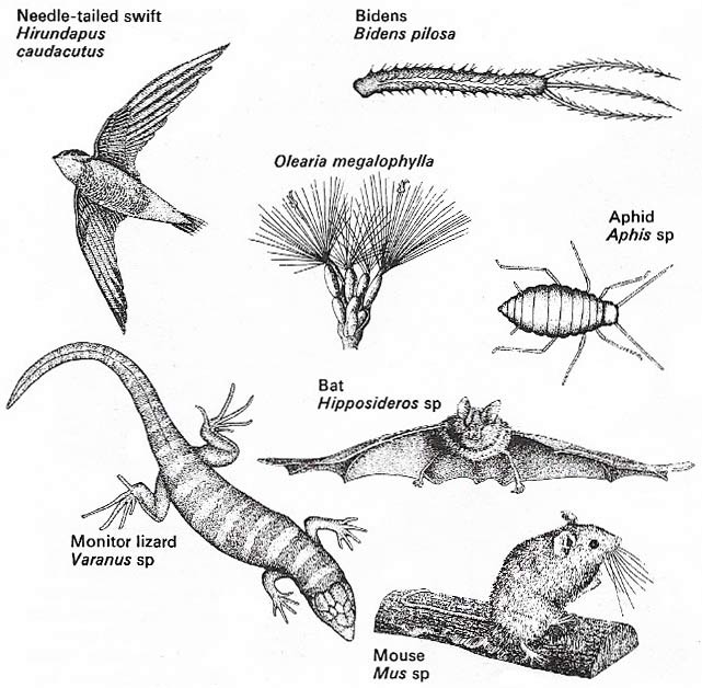 Many kinds of organisms are likely to colonize islands.