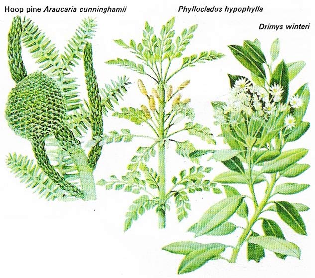 Island plants of continental origin