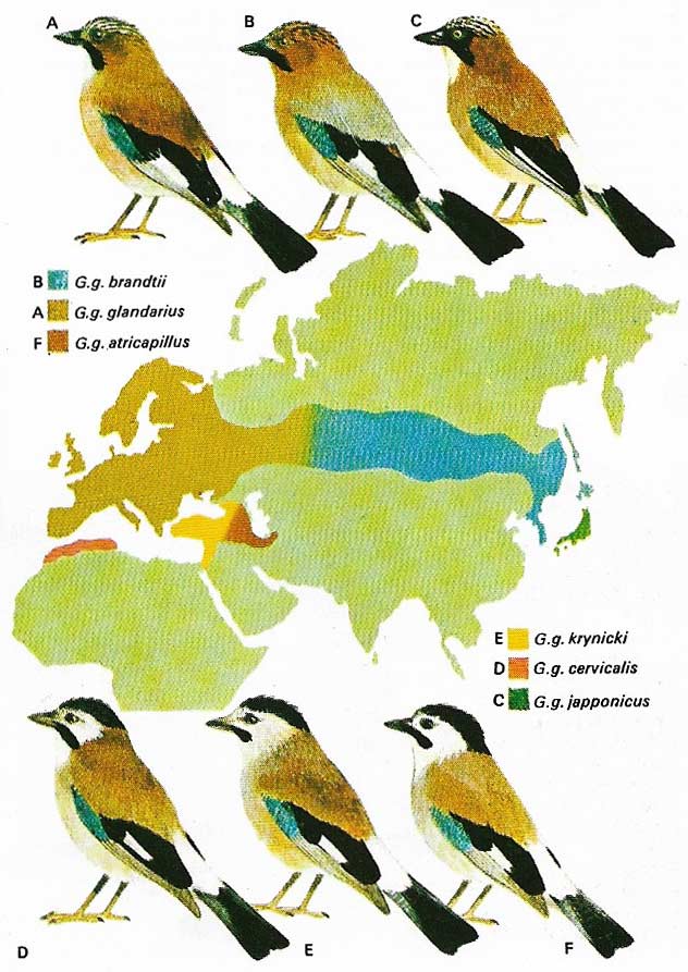 More than 20 recognised races of jay are found in Eurasia, ranging from Western Europe to the islands of Japan.