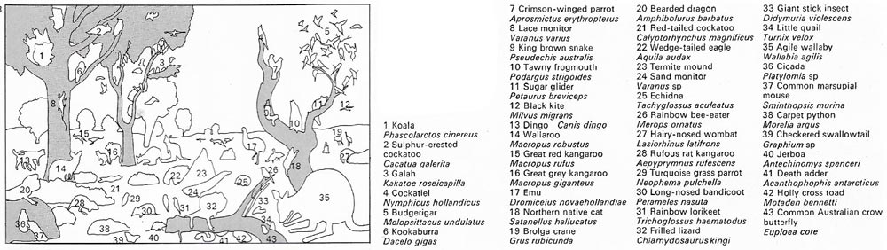 Key to Australian grassland