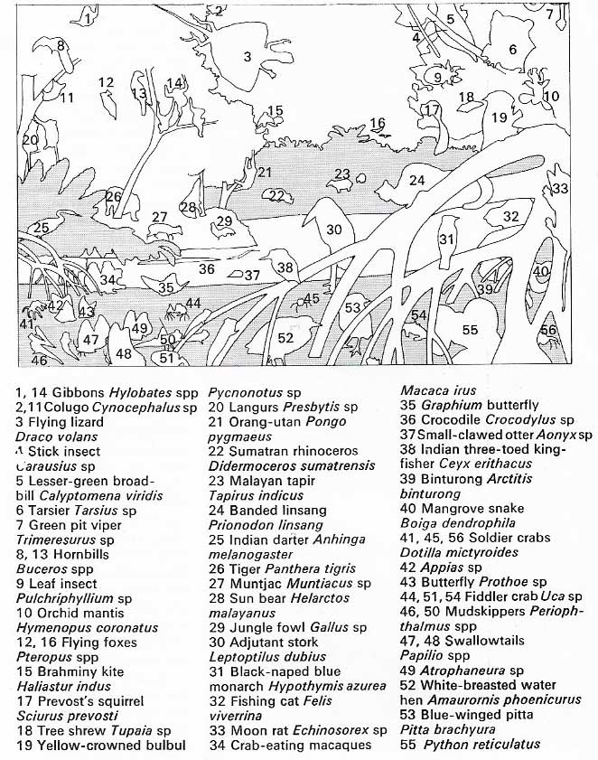 Key to Southeast Asian forest illustration