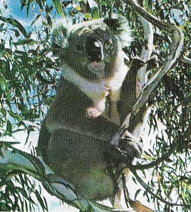 Koala