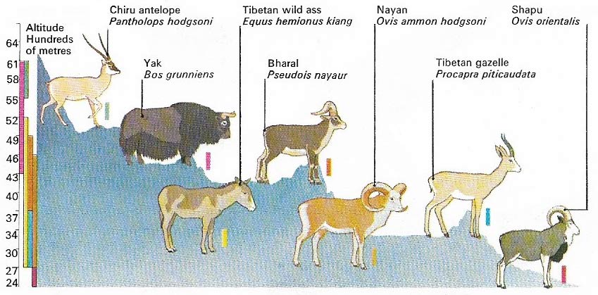 Several species of large, hoofed animals live in herds with wide-ranging territories on the steep slopes and high grazing areas of the Himalayas and the Hindu Kush.
