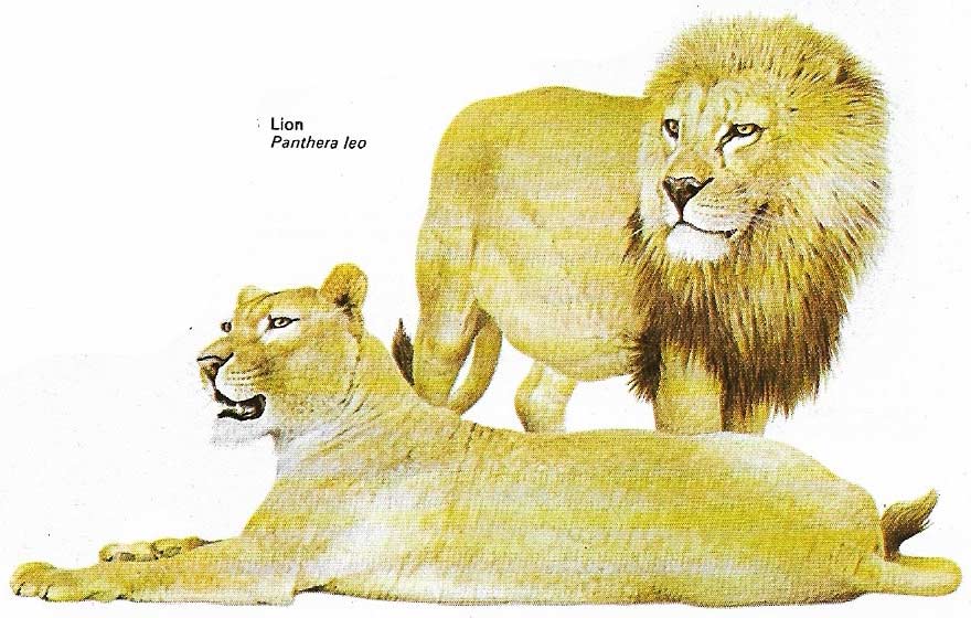 Lions