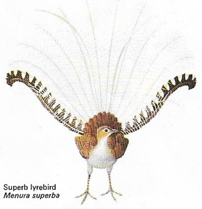 Lyrebird