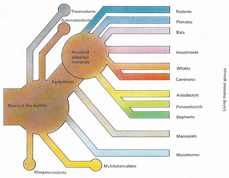 Mammalian groups