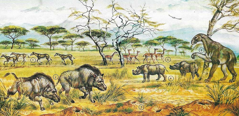 During the Miocene the forests that were typical of the lower Tertiary thinned out and were replaced by open grasslands.