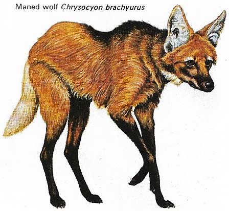 Maned wolf