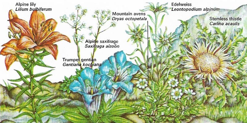 Mountain plants