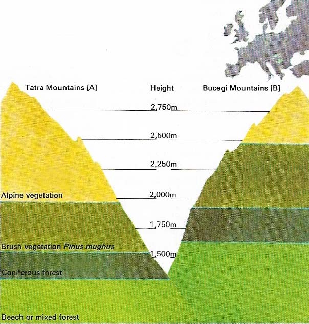 Mountains close to each other, such as the Tatra and more southerly Bucegi mountains of central Europe, have similar vegetation, but the altitudes at which individual zones occur may vary.