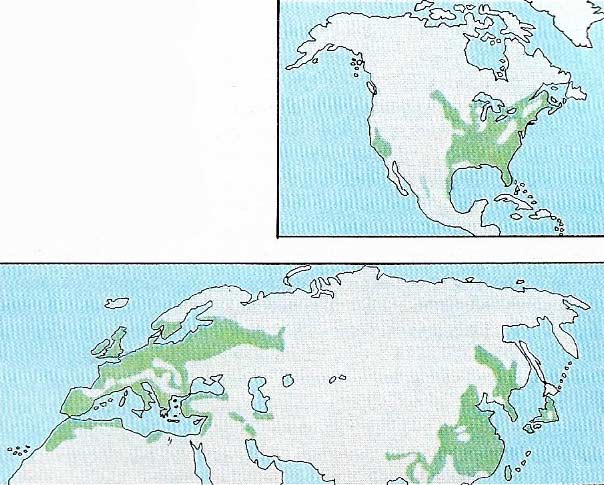 Forest is the natural ground cover wherever there is sufficient moisture in the temperate regions.