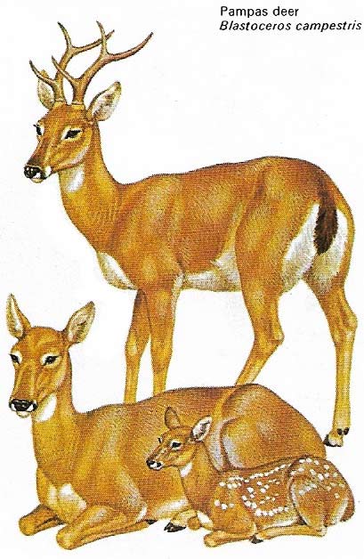 Pampas deer