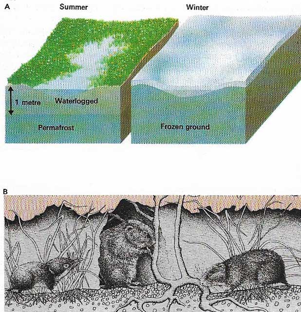 The ground surface of the tundra thaws in summer but stays waterlogged as the permafrost impedes drainage. In winter it freezes, but small mammals survive in burrows.