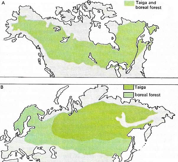 Pine forests in the Northern Hemisphere