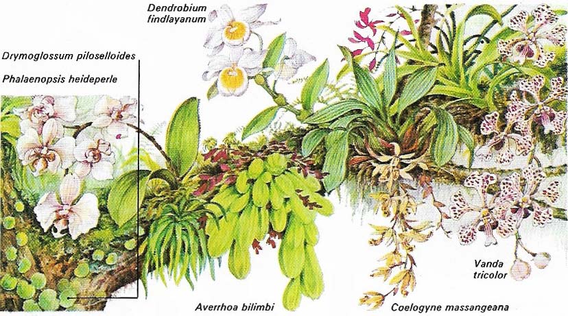 Mosses, lichens, ferns, and orchids grow on branches of trees such as Averrhoa.