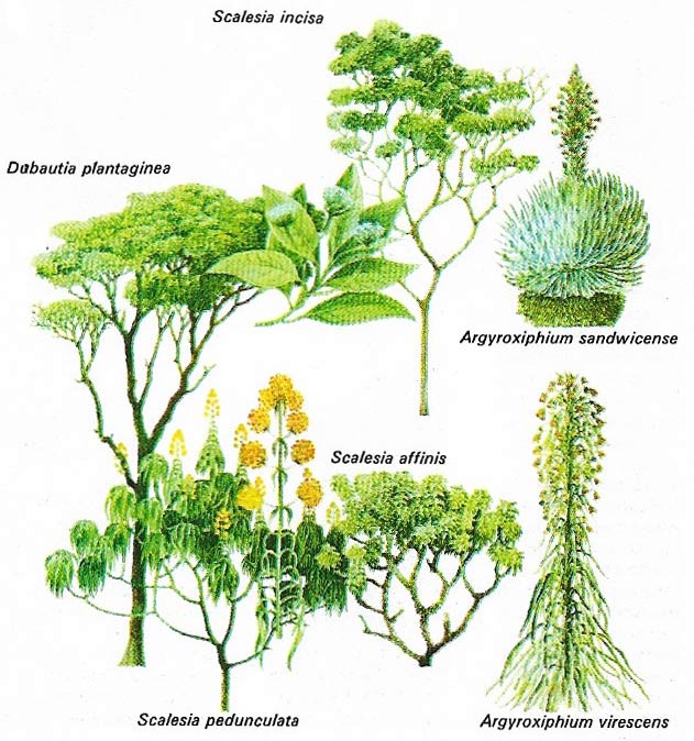 The plumed fruits of dandelion-like plants (family Compositae) are carried long distances by the wind.