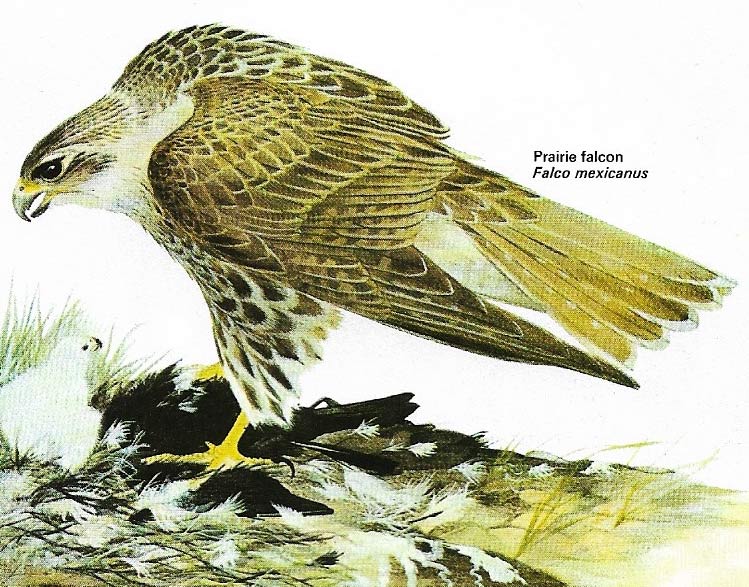 Prairie falcon