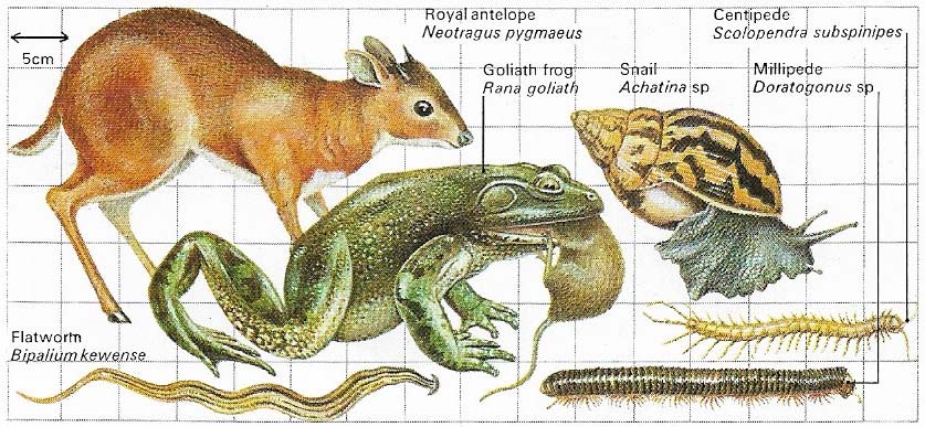 Extremes of size are common in tropical rainforests.